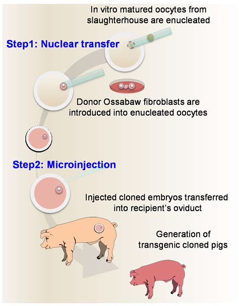 cloned transgenic pig genes